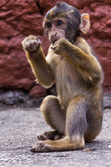 Kleines Berberaffenbaby auf Gibraltar beim Knabbern 