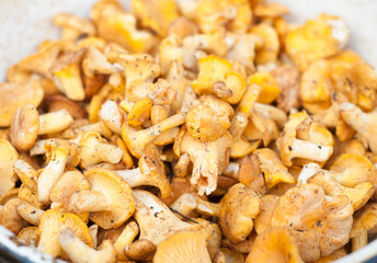freshly picked chanterelles in a white dish