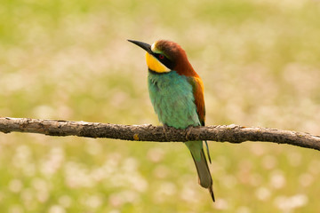 Small bird with a nice plumage