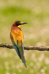 Small bird with a nice plumage