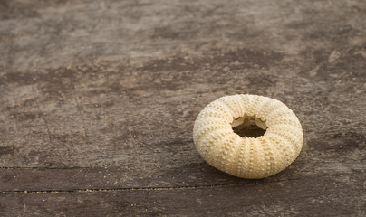 Place shells on old wooden board