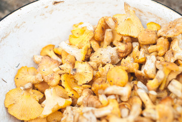 freshly picked chanterelles in a white dish