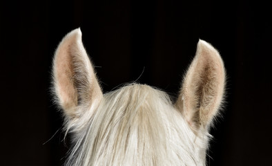 two ears 