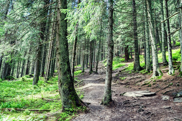 Photo of forest in Costa who travel route to Mount Hoverla