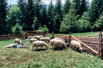 Obraz premium Sheep grazing in the meadow in mountains