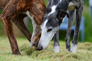 zwei Hunde schnüffeln im Gras