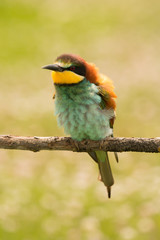Small bird with a nice plumage