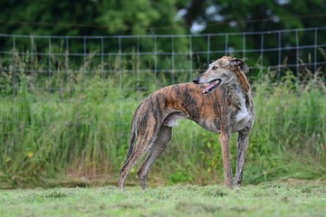 Galgo guckt aufmerksam über seine Schulter nach hinten
