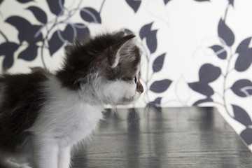 Fototapeta na wymiar Small black and white cat in basket