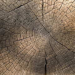 The end of the old logs close-up © zheltobriukh