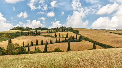 Tuscany Landscape panorama, hills, cypress and meadow