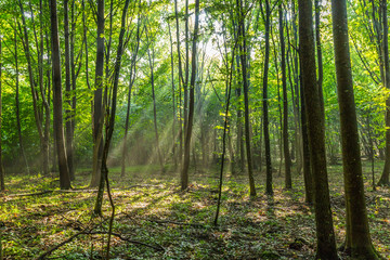 Fototapeta na wymiar Rays of light in the forest