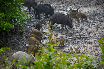 Obraz na płótnie Canvas Wild hog female and piglets in the mud