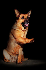 Portrait of a German Shepherd on a black background
