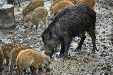 Wild hog female and piglets in the mud