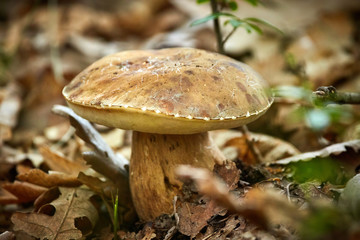 Summer cep mushroom in the forest