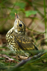 Baby song thrush on forest floor