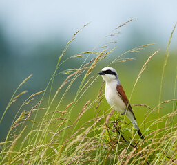Red backed shrike