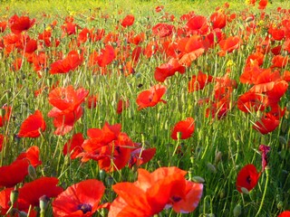 Fototapeta premium beautiful red poppies in blossom
