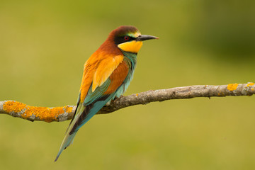 Small bird with a nice plumage