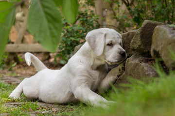 Labrador Welpe Hund spielt mit Pfoten