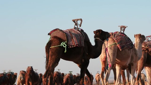 large herd of camels going in Sahara desert of Morocco kingdom