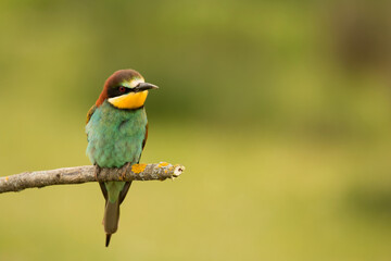 Small bird with a nice plumage
