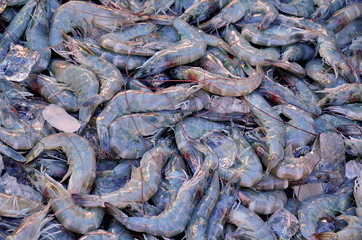 Fresh shrimp at the market for sell in Thailand