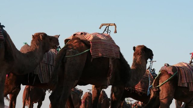 herd of camels going in Sahara desert Morocco