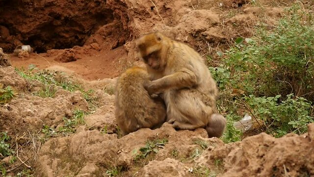monkey macaques in Morocco mountains slow motion