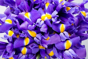 Crédence de cuisine en verre imprimé Iris Fond de fleurs d& 39 iris, motif floral printanier.