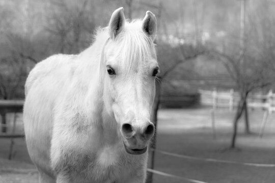 white horse black and white. A white horse in a farm. Photo with black&white filter effect applied.