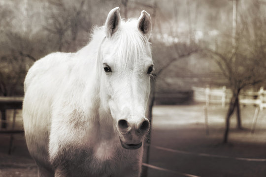 white horse vintage effect. A white horse in a farm. Photography with vintage effect.