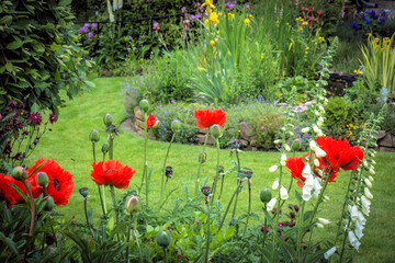 Blumengarten mit roten Mohn