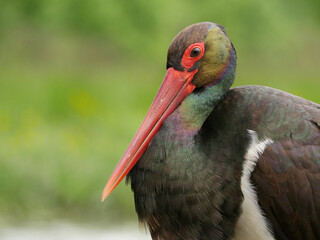 Black stork, Ciconia nigra
