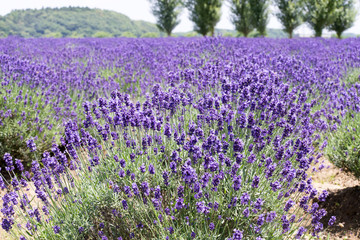 ラベンダー畑