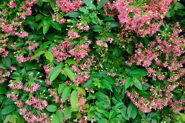 Drunen sailor, Rangoon creeper