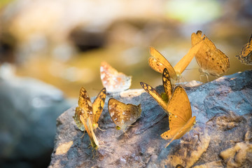 Butterfly in nature