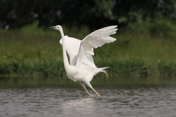 Great egret, Ardea alba
