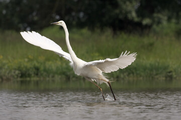 Great egret, Ardea alba