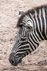 Fototapeta na wymiar Zebra head black and white