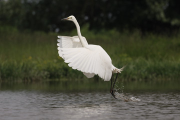 Great egret, Ardea alba