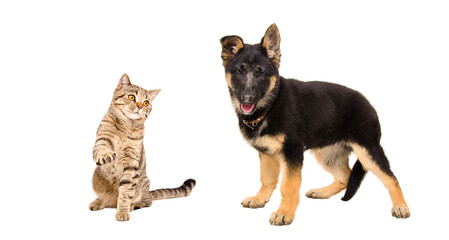 Playful cat Scottish Straight and German Shepherd puppy