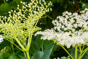 Knospen und Blüte vom Holunder