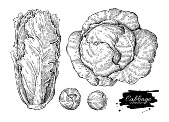 Cabbage hand drawn vector illustrations set.