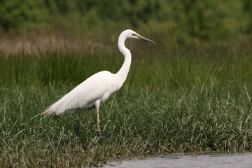 Great egret, Ardea alba