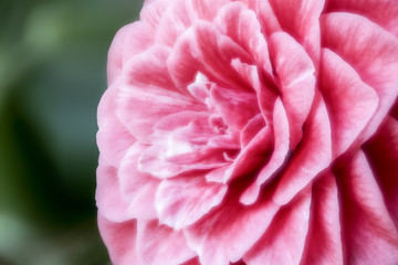 blurred background shot of a pink peony