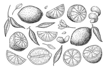 Vector hand drawn lime or lemon set. - obrazy, fototapety, plakaty