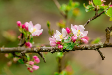 Blooming branch of pear