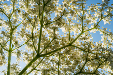 Obraz premium Sicht durch eine Holunderblüte in den Himmel